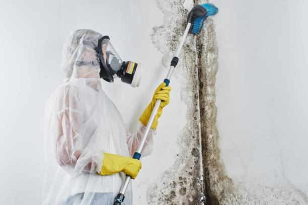 Best Crawl Space Mold Removal  in Youngsville, NC
