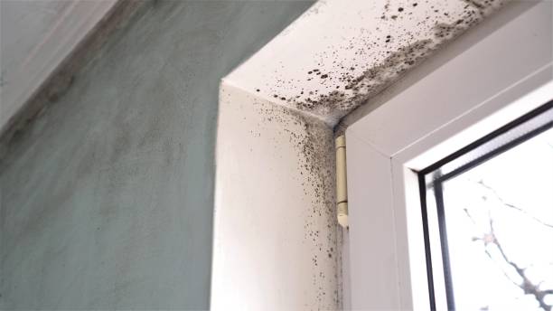 Home Mold Removal in Youngsville, NC