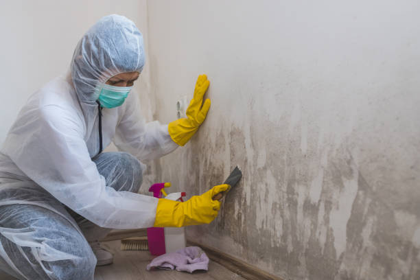 Best Professional Mold Removal  in Youngsville, NC