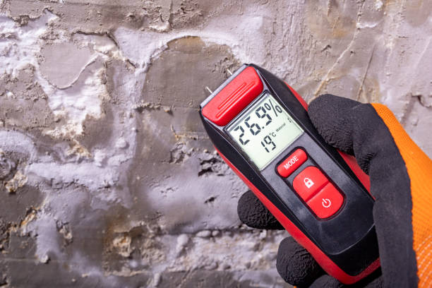 Best Black Mold Removal  in Youngsville, NC