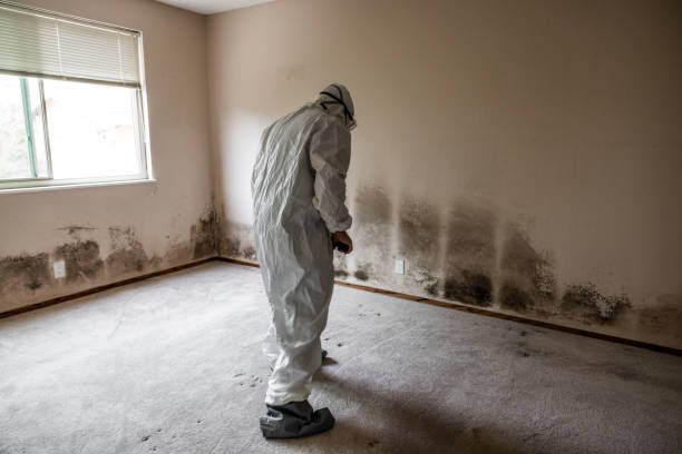 Best Attic Mold Removal  in Youngsville, NC