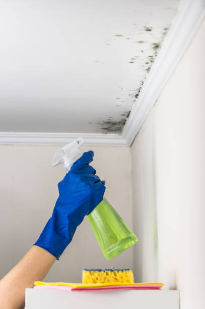 Best Best Mold Removal Companies  in Youngsville, NC