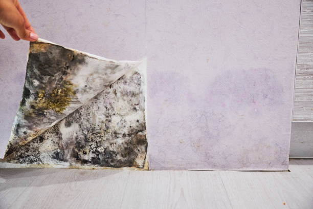Best Residential Mold Removal  in Youngsville, NC